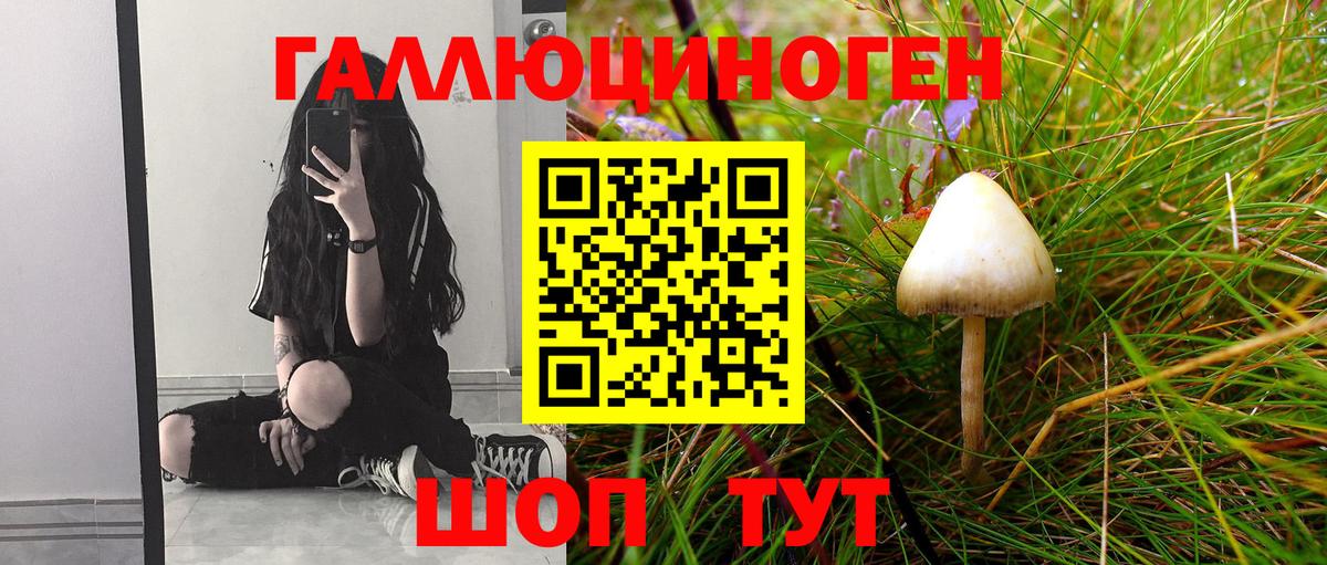 Псилоцибиновые грибы Psilocybe Рубцовск